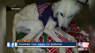 Humane Society of Highlands County fights to save neglected animals including puppies
