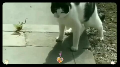 FUNNY VIDEOS ( CAT FIGHT)