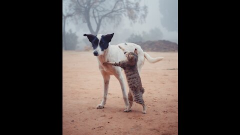 cat dringking milk of dog