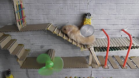 🐹AWESOME HAMSTER MAZE with TRAPS 😱[Obstacle Course]😱