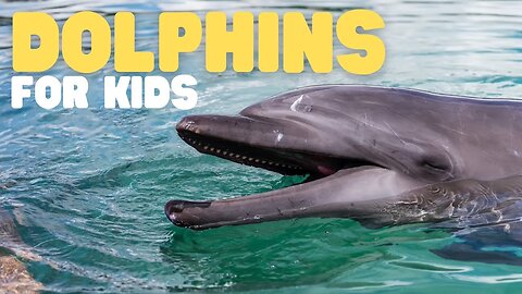 Dolphins for Kids | Learn all about this super smart animal