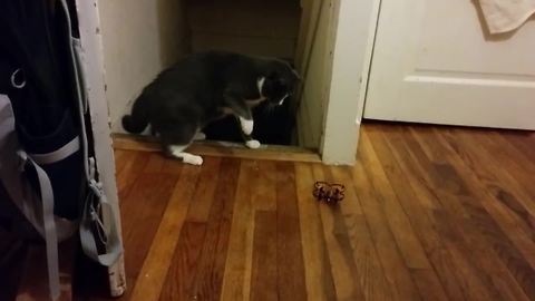 A Cat VS A Spinner Toy