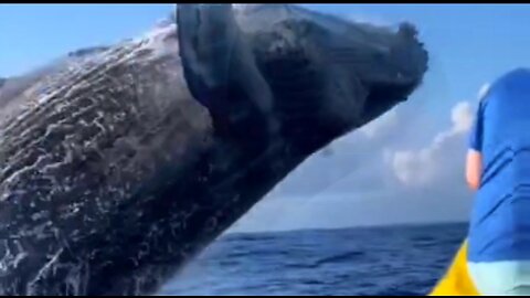 Humpback Whale Breaches Right Next to Boat
