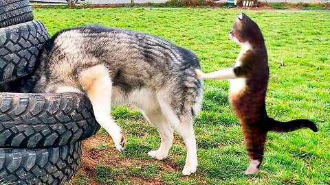 Best Cat And Dog Videos 😅 - Funniest Animals 😇