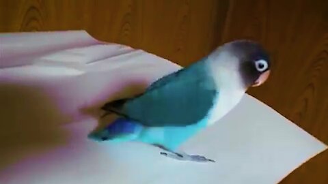 Hilarious dancing parrot loves to tap dance