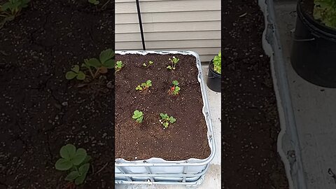 CMO 36 – Portable Strawberry Planters