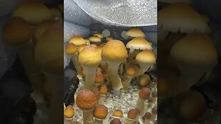 Mushroom Growing Viral