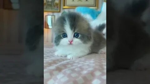 So Cutes Kittys #funny #cats #kitty #kitten