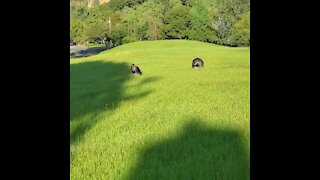 Tom turkeys and deer sharing a meadow