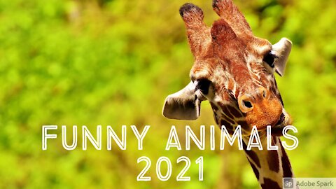 Funny Animals Compilation | Animal fails ' Funniest Animals 2021