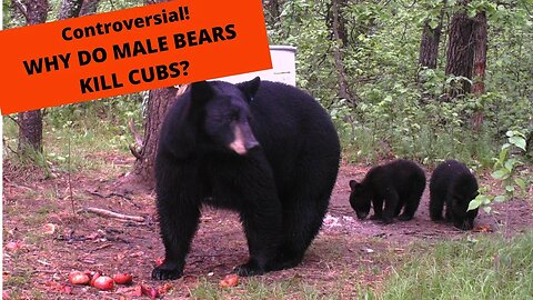 Why do male bears kill cubs?