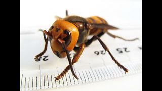 Learn About The 10 Most Dangerous Insects In The World