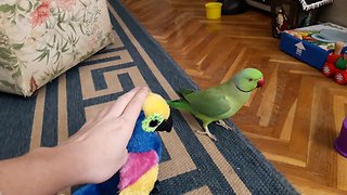 Parrot gets jealous of parrot stuffed animal