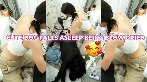 ADORABLE Dog Falls Asleep Being Blow Dried #dog #cutedog