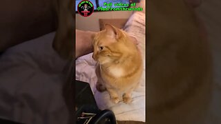 #Shorts - Kitty Kisses From Goldie The Cat