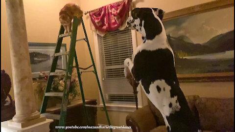 Funny Great Dane Bounces And Barks At Cat Climbing An 8 Foot Ladder