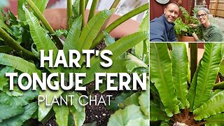 💚 Hart's Tongue Fern Plant Chat 💚
