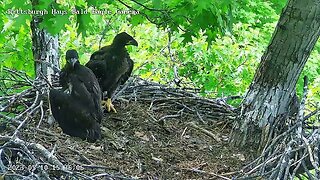 Hays Eagles H20 H19 Follow a Bee 5.10.23 13:46