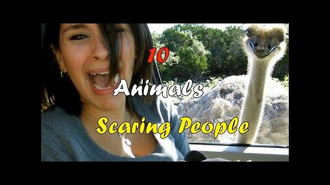 10 Funny Animals Scaring People Part 01