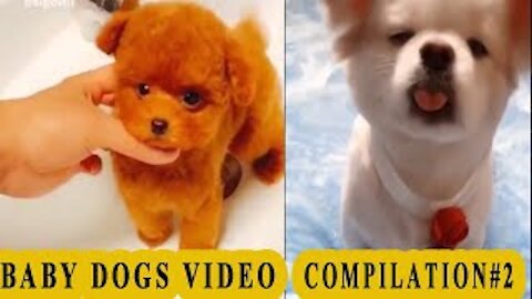 Baby Dogs Video - Cute Pets And Funny Animals 2020 Compilation #2 FOND OF ANIMALS
