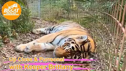 Big Cat Rescue LIVE Q&A with Brittany at Big Cat Rescue 01 25 2023
