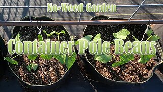 No-Weed Garden: Container Pole Beans