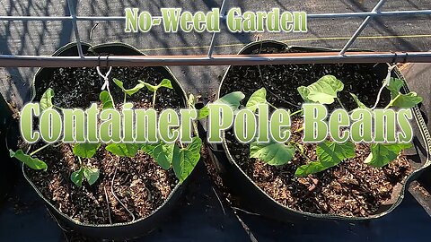 No-Weed Garden: Container Pole Beans