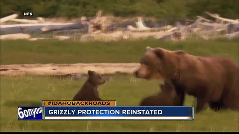 Environmentalist want grizzlies in Central Idaho