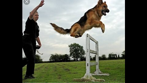 DOG TRAINING - TEACHING A FAST AND RELIABLE "COME" COMMAND!