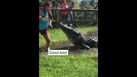 Girl Feeds Giant Alligator hd #viralclips
