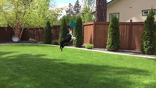 Dog Runs And Jumps To Catch A Frisbee In Slow Motion