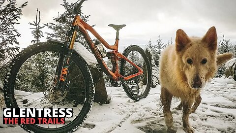 GLENTRESS MTB | RED TRAILS & ROUTES WITH A TRAIL DOG IN THE SNOW