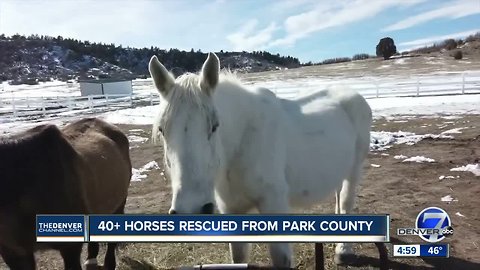 Nearly 50 emaciated and sick horses rescued from Park County properties