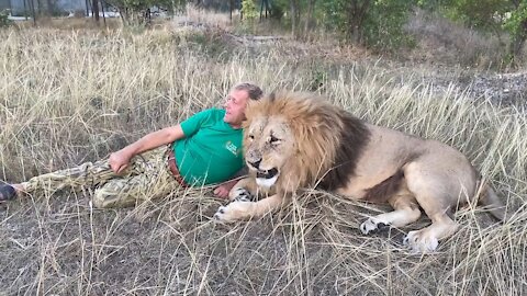 Lion and Human AGAINST other LIONS ATTACK!