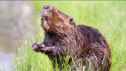 Groundhog has snacked on neighbor's peaches for years!