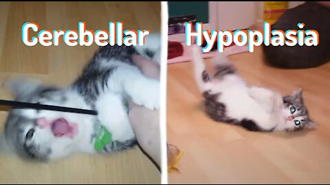 Brittany cerebellar hypoplasia kitten playing with feather wand