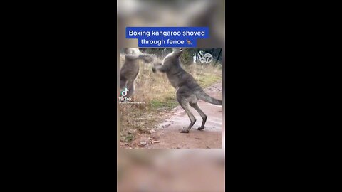 Boxing kangaroos