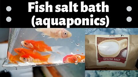 Giving fish a salt bath/ salt treatment using Epsom salt- (hybrid aquaponics)