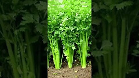 How to prepare the spice by growing coriander? | धनिया उगाकर मसाला कैसें तैयार करते है ? Kheti Power