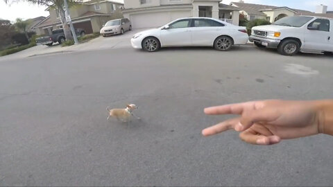 Insanely Aggressive Chihuahua IGNORES the FEMALES!