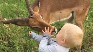 Un enfant sympathise avec un impala