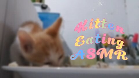Little ASMR - Cat Mukbang - Part 1