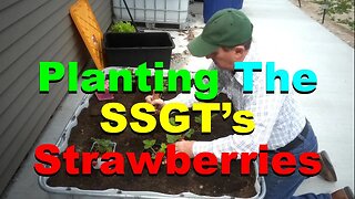No. 1011 – Planting The Staff Sergeant's Strawberries