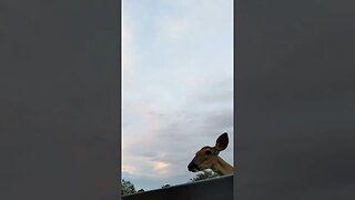 Camera-shy deer