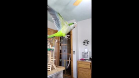 Amazing parrot in slow motion flight