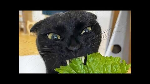 Funny cat videos😆 Funny animal videos - Funny animals