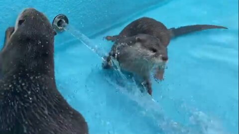 Otters enjoying the pool | Baby otters swimming in their own baby pool baby