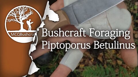 Bushcraft Medicinal Mushroom Piptoporus Betulinus