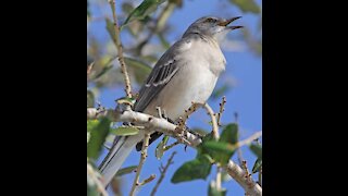 Mockingbird singing BEAUTIFUL songs!!