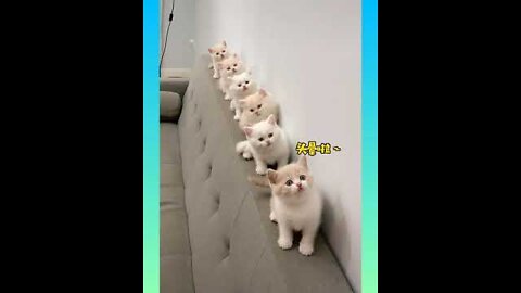 13_ Cute and Funny Cat Videos Compilation _#short